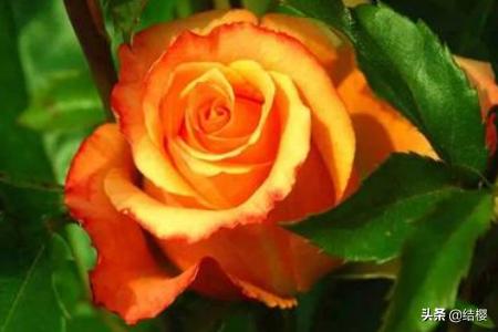 月季花代表什么花语_月季花代表什么花语呢