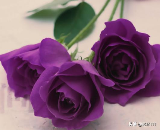 紫玫瑰的话语_紫玫瑰的花语