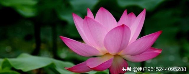 荷花的特点有哪些_荷花 的特点