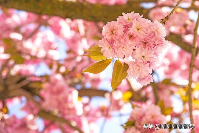 樱花的花语功效特点诗词_樱花的花语有哪些