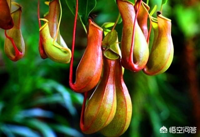 猪笼草怎么养_猪笼草怎么养才结笼子