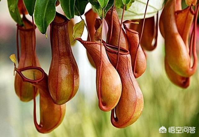 猪笼草怎么养_猪笼草怎么养才结笼子