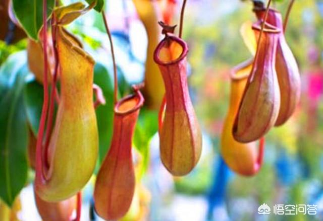 猪笼草怎么养_猪笼草怎么养才结笼子