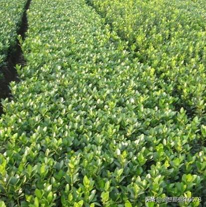 冬青树叶子的功效与作用_冬青树叶子能吃吗