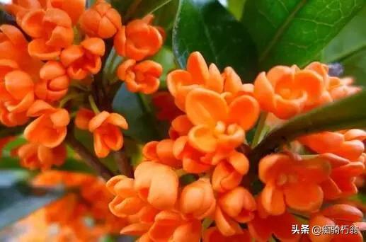 桂花树一颗能卖多少钱_桂花树多少棵