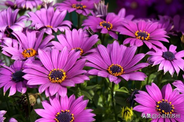 南非万寿菊种子_南非万寿菊种子几天发芽