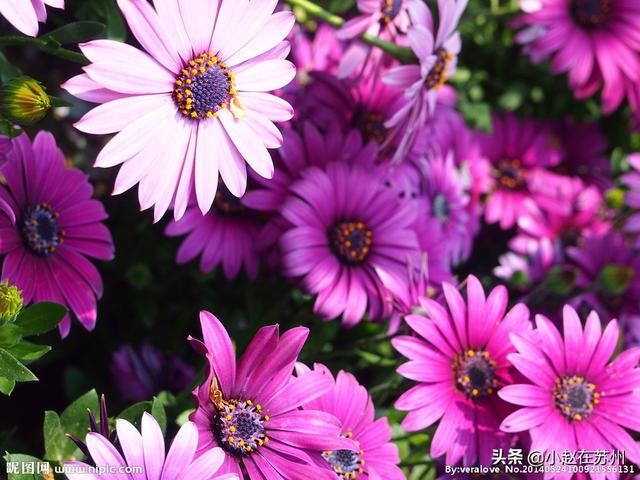 南非万寿菊种子_南非万寿菊种子几天发芽