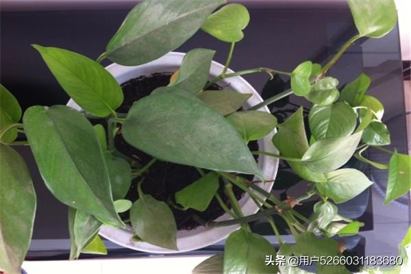 花卉图片简笔画彩色_花卉图片画画