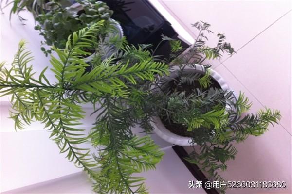 花卉图片简笔画彩色_花卉图片画画