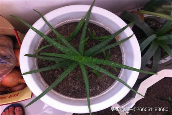 花卉图片简笔画彩色_花卉图片画画