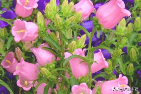 花的花语大全和图片(花的花语大全带图片 象征)