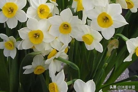 花的花语大全和图片(花的花语大全带图片 象征)