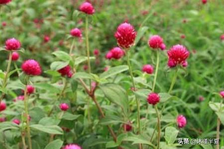 花的花语大全和图片(花的花语大全带图片 象征)