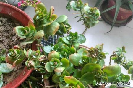 长寿花怎么养成老桩_长寿花怎么养成老桩图片