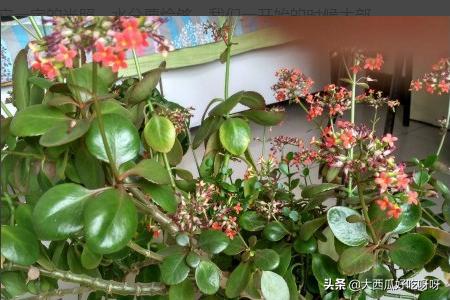 长寿花怎么养成老桩_长寿花怎么养成老桩图片