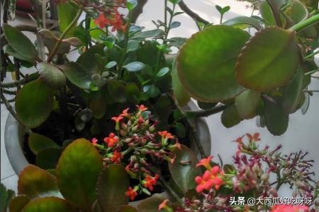 长寿花怎么养成老桩_长寿花怎么养成老桩图片