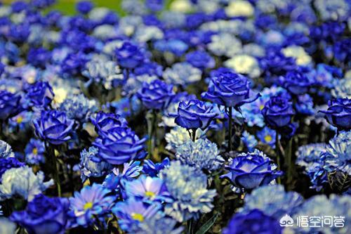 蓝玫瑰花语是什么呀_蓝玫瑰花语的准确意思