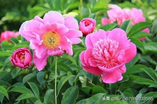 鲜花的诗句_收到鲜花的诗句