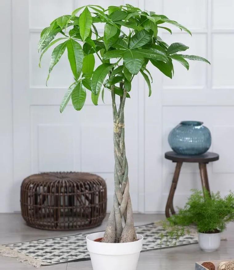 家里的发财树怎么养才能养活