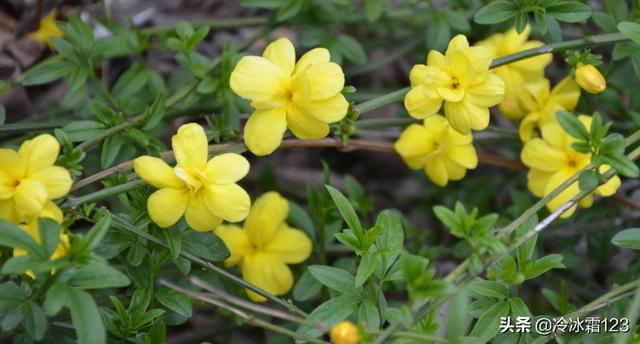 去墓地买什么鲜花(去墓地一般买什么花)
