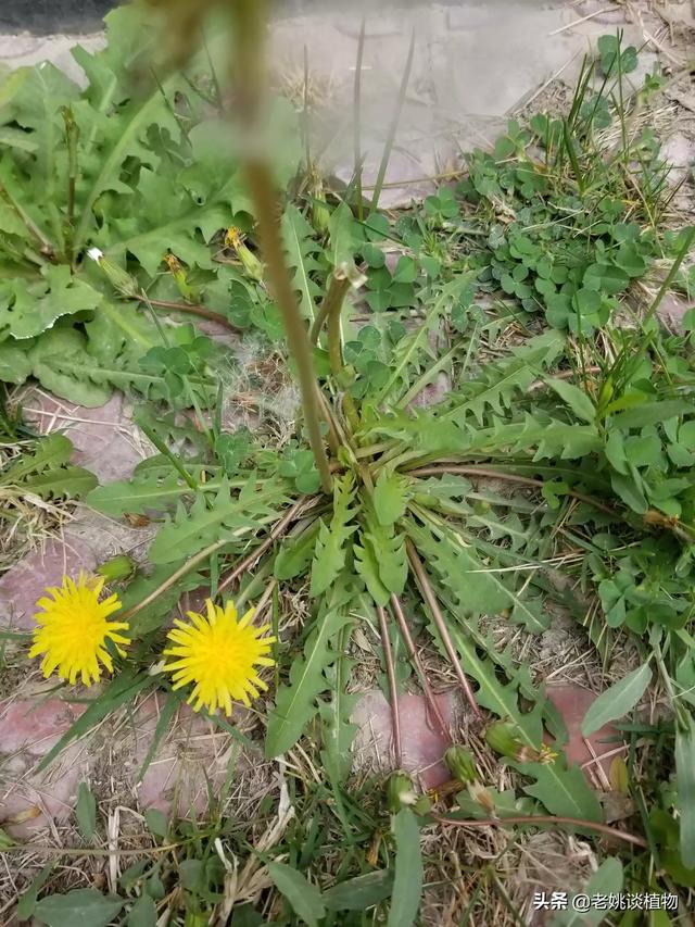 二年级蒲公英传播种子的方法