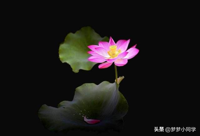 被花惊艳到的唯美句子（被花惊艳到的唯美句子图片）