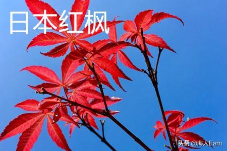 日本红枫和美国红枫哪个好看