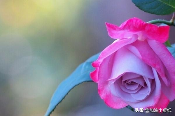 99朵玫瑰代表什么意思红(99朵红玫瑰花代表的含义)