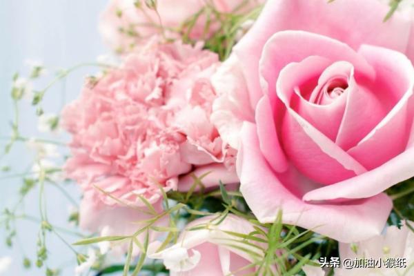 99朵玫瑰代表什么意思红(99朵红玫瑰花代表的含义)