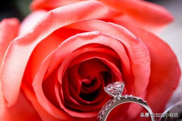 99朵玫瑰代表什么意思红(99朵红玫瑰花代表的含义)