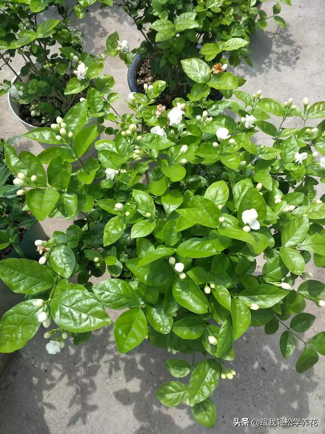 茉莉花的养殖方法及繁殖（茉莉花的养殖方法和注意事项养殖日记）
