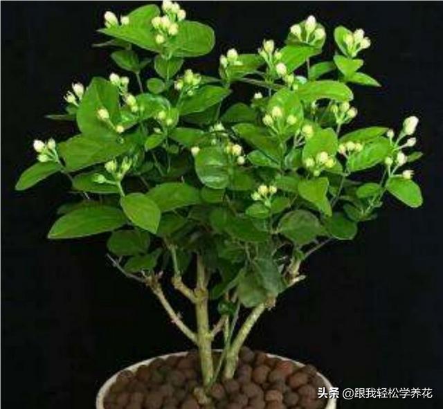 茉莉花的养殖方法及繁殖（茉莉花的养殖方法和注意事项养殖日记）