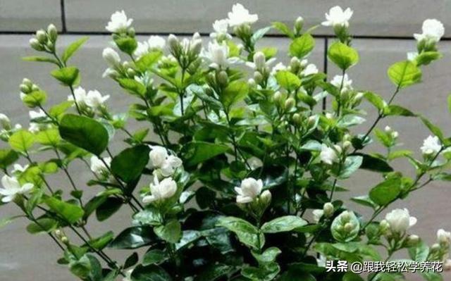 茉莉花的养殖方法及繁殖（茉莉花的养殖方法和注意事项养殖日记）