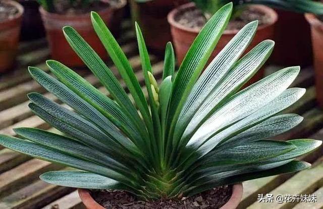 君子兰一般多久开花（君子兰多少天开一次花）