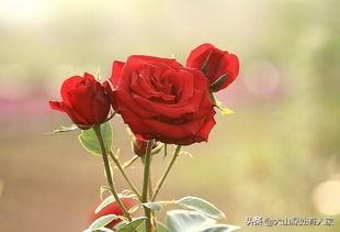 带刺的玫瑰花图片大全大图（带刺的玫瑰图片 扎手）