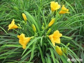 金娃娃萱草价格报价信息（金娃娃萱草价格报价信息表）