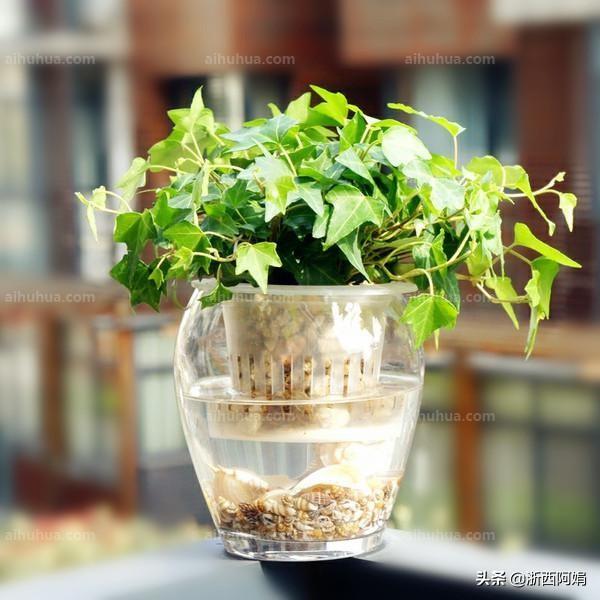 不需要阳光的水生植物(不需要阳光的水草有哪些)