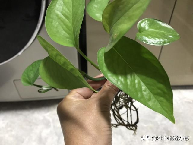 不需要阳光的水生植物(不需要阳光的水草有哪些)