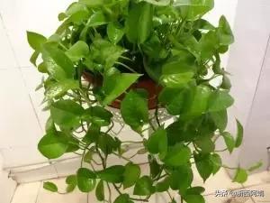 不需要阳光的水生植物(不需要阳光的水草有哪些)