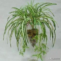 不需要阳光的水生植物(不需要阳光的水草有哪些)