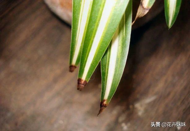 怎样把吊兰养得又绿又肥（怎么把吊兰养好）