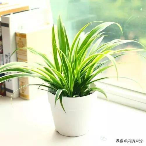 怎样把吊兰养得又绿又肥（怎么把吊兰养好）