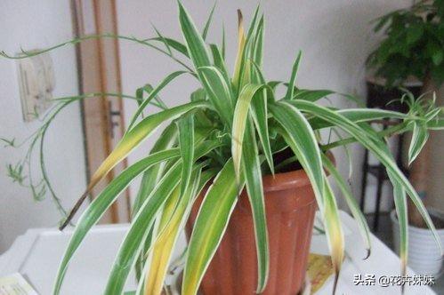 怎样把吊兰养得又绿又肥（怎么把吊兰养好）