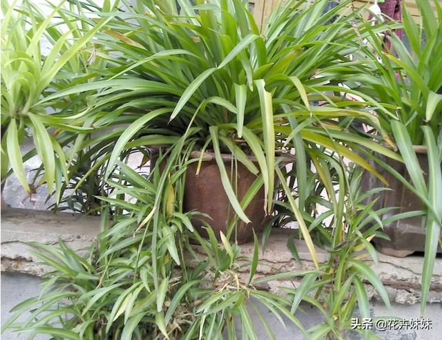 怎样把吊兰养得又绿又肥（怎么把吊兰养好）