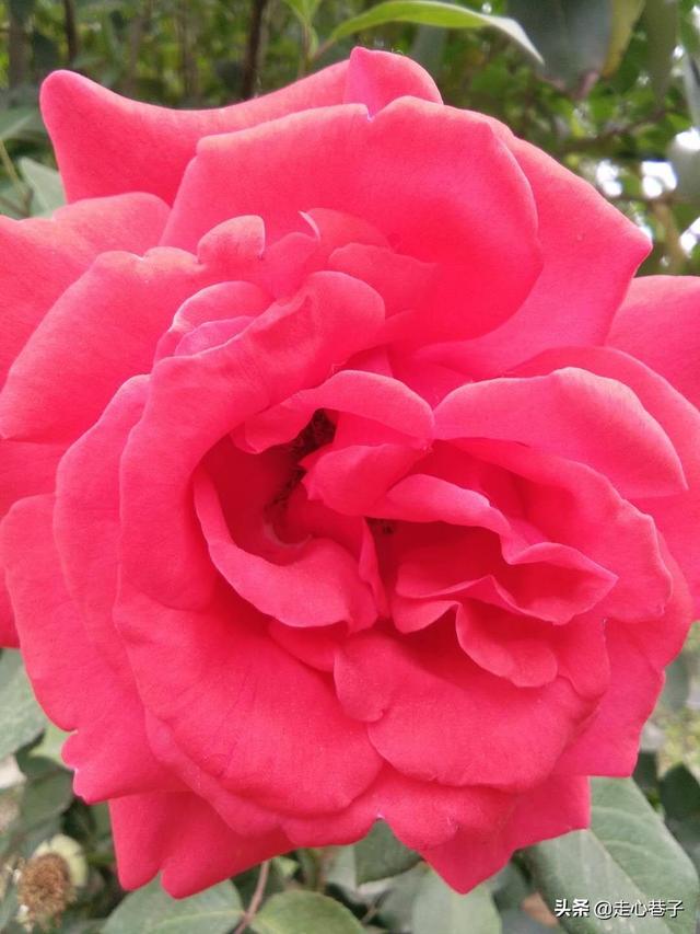 玫瑰花 七夕（玫瑰花七夕节礼物）