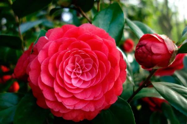 午后红茶玫瑰花语（午后红茶玫瑰花语寓意）