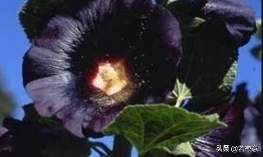 黑色的百合花的寓意（黑色的百合花的寓意和花语）