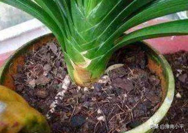 君子兰用什么土壤种植最好（君子兰种植用什么样的土壤）