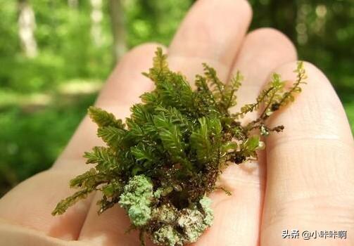 苔藓植物有哪些（蕨类植物有哪些）