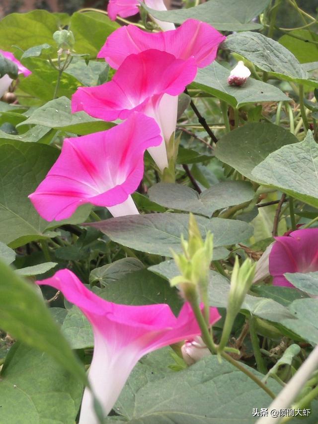 适合强阳光暴晒的爬藤植物（适合强阳光暴晒的树）